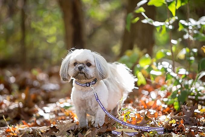 Pets First NFL Licensed Baltimore Ravens Pet Leash, Size Medium – Durable Satin Dog & Cat Walking Strap and Pet Tether with Embroidered Team Name & Logo