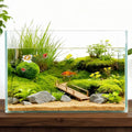 3 Gallon Glass Fish Tank, Small Betta Fish Aquarium, Ultra Clear Rectangular Glass Bowl for Shrimp, Mini Desktop Aquatic Planting Cube for Goldfish Snails, Easy to Clean