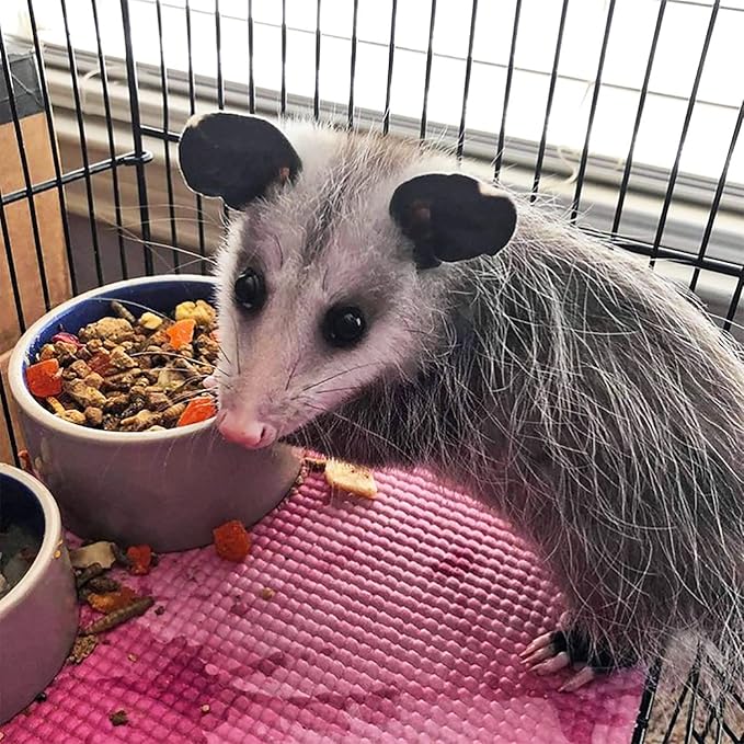 Exotic Nutrition Opossum Complete - Nutritionally Complete Healthy Pellet Diet - Food for Short-Tailed & Virginia Opossums (1 lb.)