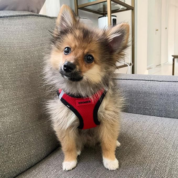 Best Pet Supplies Voyager Step-in Air Harness - All Weather Mesh, Reflective, No Pull Harness for Dogs, Cats - Secure with Hook & Loop Fastener, Buckle, Double D-Rings - Red/Black Trim, XXS