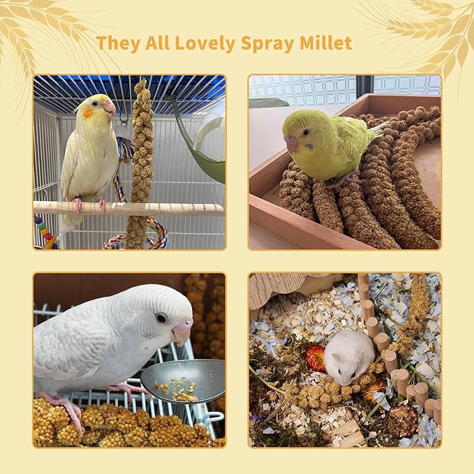 Fhiny Millet Spray for Birds, 1.1LB Natural Sun-Dried Millet for Birds Original Parakeet Food & Treats Spray for Parakeets Parrots Cockatiels Lovebirds Finches Budgies Hamsters