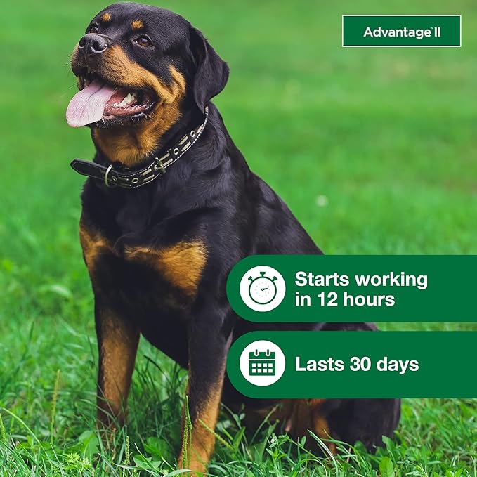Advantage II Extra Large Dog, 4 pack