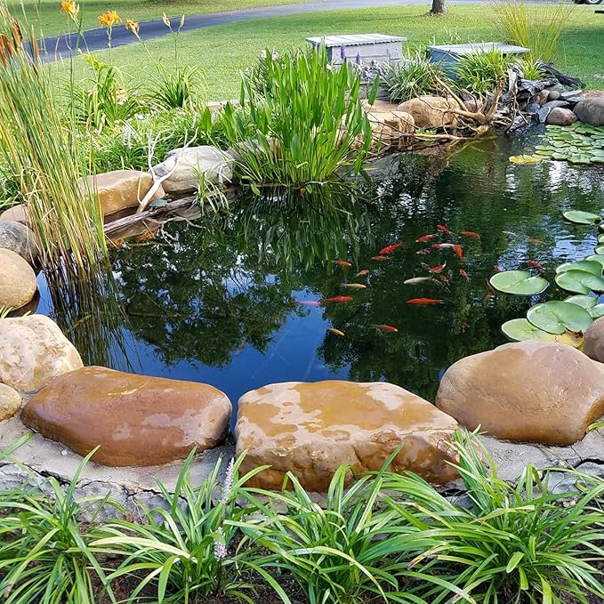 Toledo Goldfish White Comet Goldfish, Solid White with Splashes of Red - Perfect for Ponds, Aquariums, or Tanks - 3-4 Inches, 5 Count