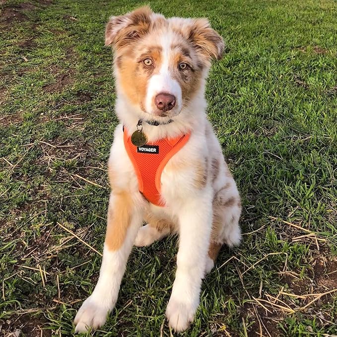 Best Pet Supplies Voyager Step-in Air Harness - All Weather Mesh, Reflective, No Pull Harness for Dogs, Cats - Secure with Hook & Loop Fastener, Buckle, Double D-Rings - Orange, XXS