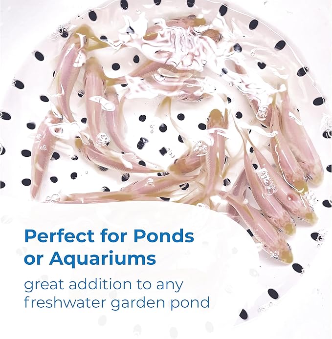 Toledo Goldfish Solid White Comet Goldfish with Splashes of Red: Live Goldfish with a Variety of Sizes for Ponds, Tanks, and Aquariums - 5-6 Inches, 50 Count