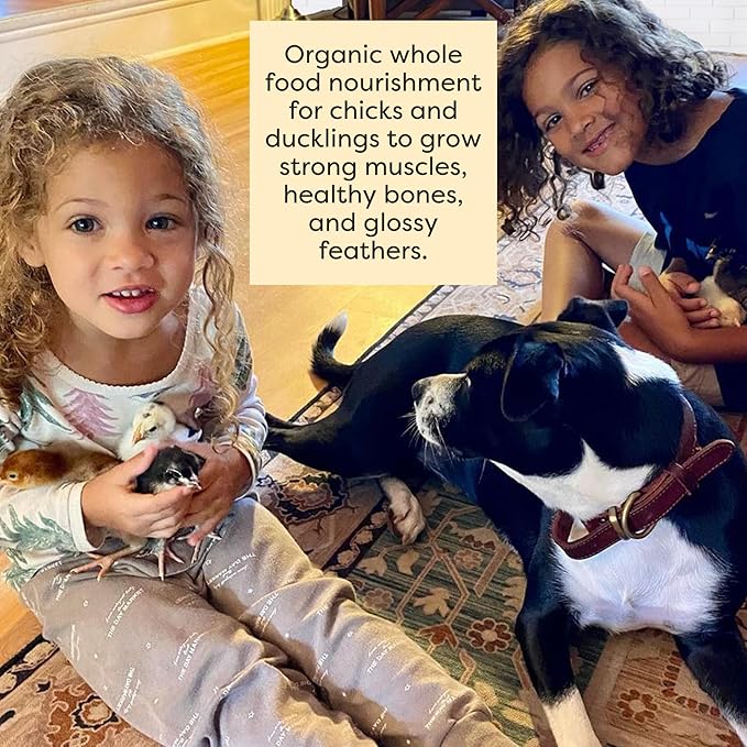 Scratch and Peck Feeds Whole Grain Starter Mash Chicken and Duck Feed - Corn-Free and Soy-Free - 20.5% Protein, Certified Organic and Non-GMO Project Verified Chicken Food - 50 lbs Bag