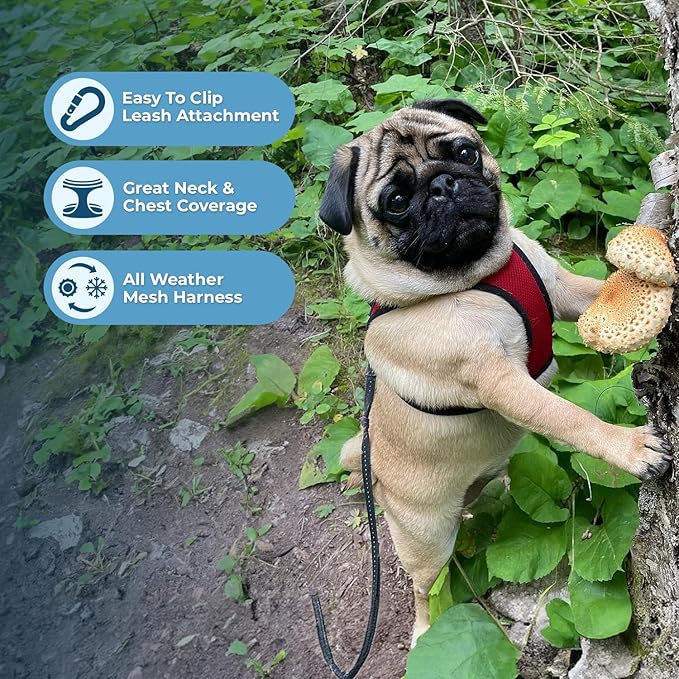 Best Pet Supplies Voyager Step-in Air Harness - All Weather Mesh, Reflective, No Pull Harness for Dogs, Cats - Secure with Hook & Loop Fastener, Buckle, Double D-Rings - Red/Black Trim, XXXS