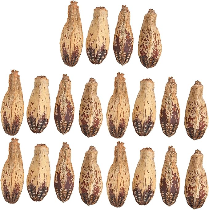 Parrot Chew Nuts, Natural Dried Nut Treats, 5 Bags - Boredom Relief, Mouth Sharpening, Home Decorative Pet Toy for Birds