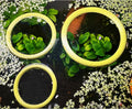 Aquarium Floating Duckweed Organizer. Set of 3 Floating Rings - 3in, 4in and 5 in. Floating Fish Feeding Ring. Aquarium Fish Tank Decor. Aquarium Starter Kit.