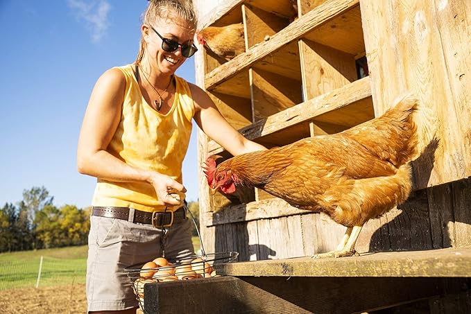 Eggcellent 1Lb Calcium Fortified Dried BSF Larvae, Natural Perfect Treats for Poultry, 1.6 Ounce Bonus