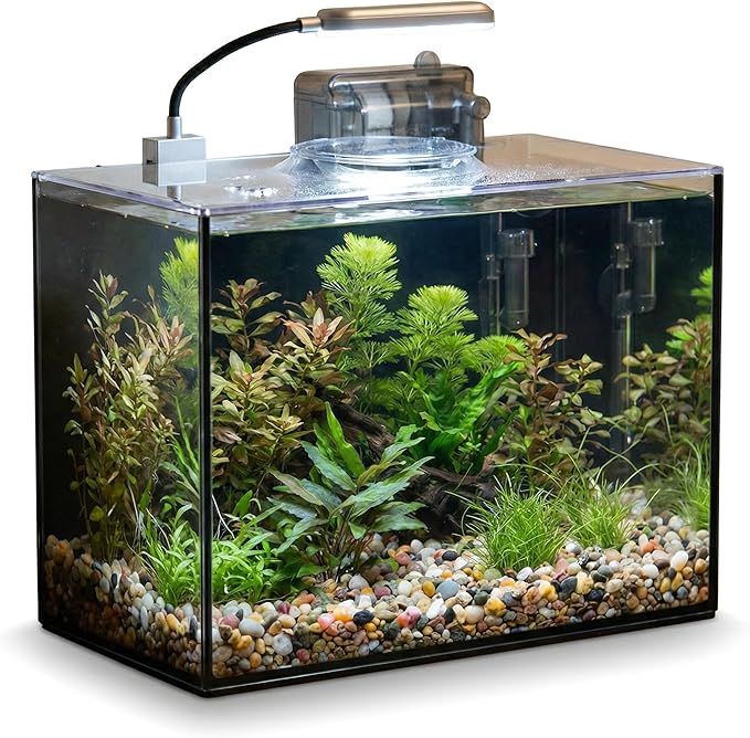 2 Gallon Glass Fish Tank with Filter LED Light Complete Aquarium Starter Kit for Betta, Shrimp, Nano Fish Rimless Small Aquarium with Everything Included