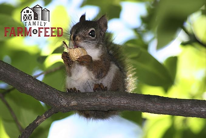 | Four Seasons | Critter Mix | Wild Bird Food | Backyard Songbird | 4 Pounds