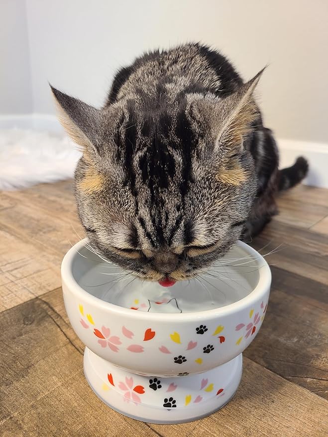 Raised Cat Water Bowl (Sakura Limited Edition)