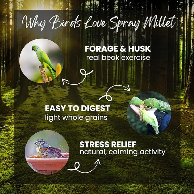 Danodia's Zoolulu Foxtail Spray Millet for Birds 300 g (0.66 lb/ 10.6oz) | All-Natural Sun-Dried Non-GMO Treats | Parakeets, Budgies, Finches, Canaries, Cockatiels & Lovebirds