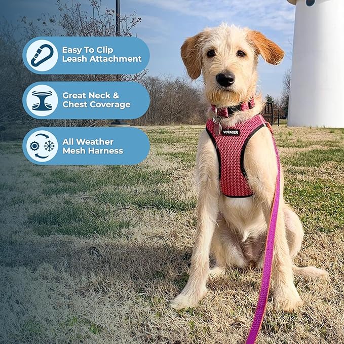 Best Pet Supplies Voyager Step-in Air Harness - All Weather Mesh, Reflective, No Pull Harness for Dogs, Cats - Secure with Hook & Loop Fastener, Buckle, Double D-Rings - Fuchsia 2-Tone, L