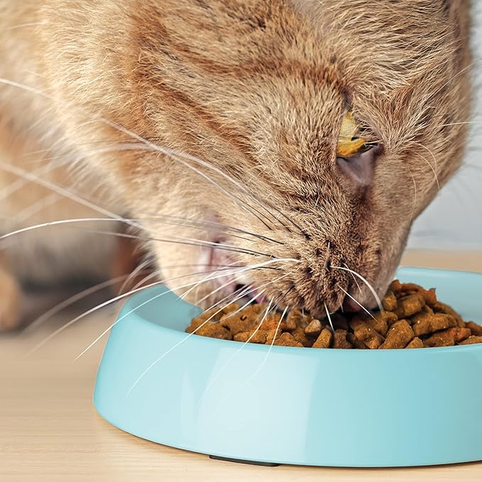CatGuru Cat Bowls, Whisker Friendly Food Bowl for Indoor Cats, Reliefs Whisker Fatigue, Wide Kitten Dish, Non Slip Pet Dishes, Shallow Pet Plates (Aruba, (Pack of 2))