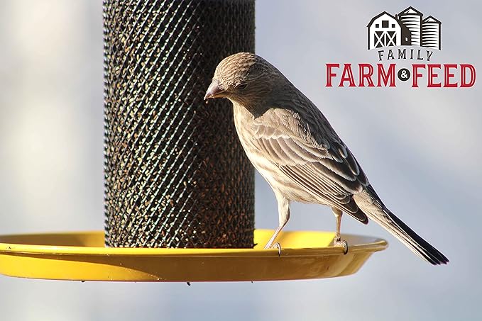| Four Seasons | Nyjer Seed | Wild Bird Food | Backyard Songbird | 2 Pounds