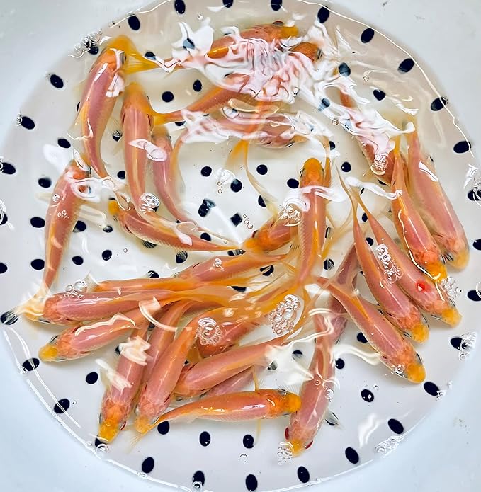 Toledo Goldfish White Comet Goldfish, Solid White with Splashes of Red - Perfect for Ponds, Aquariums, or Tanks - 3-4 Inches, 5 Count