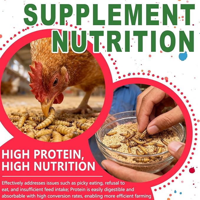 Dried Black Soldier Fly Larvae 2 oz,Chicken Feed, Hamster Food,More Calcium Than Dried Mealworms High-Protein Chickens Treats, Food for Wild Birds, Ducks, Layer Hens(2 oz)