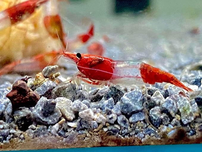 Las Vegas Exotic Fish™ Neocaridina Shrimp Live Freshwater Shrimp Aquarium Inverts (Live Guarantee or Replacemnt is Free) (Mix, 20) Free Plant