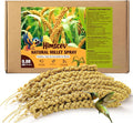 Natural Sun-Dried Spray Millet for Birds - 0.88LBS, Non-GMO Healthy Bird Treat Food for Parakeets, Cockatiels, Parrots, Lovebirds, Finches & Canaries