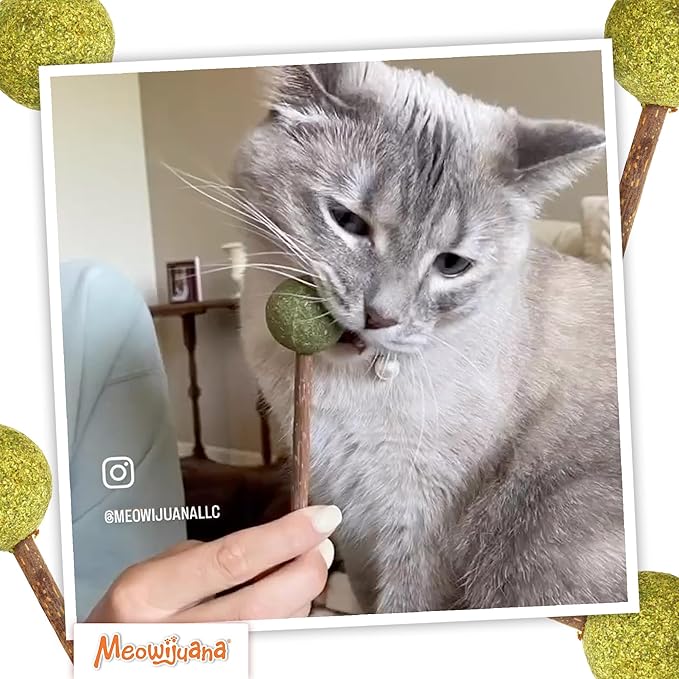 Meowijuana Lollies | Silvervine Sticks with Compressed Catnip | 5.5” Chew Sticks for Cats | Promote Healthy Chewing Habits and Dental Health | Freshly Harvested from Silverine Plants
