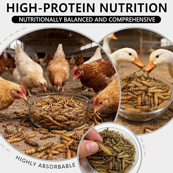 Dried Black Soldier Fly Larvae 2 oz,Chicken Feed, Hamster Food,More Calcium Than Dried Mealworms High-Protein Chickens Treats, Food for Wild Birds, Ducks, Layer Hens(2 oz)