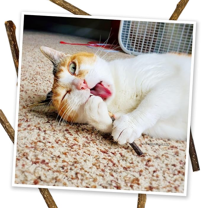 Meowijuana Silvervine Sticks | 4” Chew Sticks for Cats | Promote Healthy Chewing Habits and Dental Health | Freshly Harvested from Silverine Plants