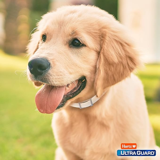 Hartz UltraGuard Flea & Tick Collar for Dogs and Puppies - 26" Neck, 7 Month Protection (Pack of 2)