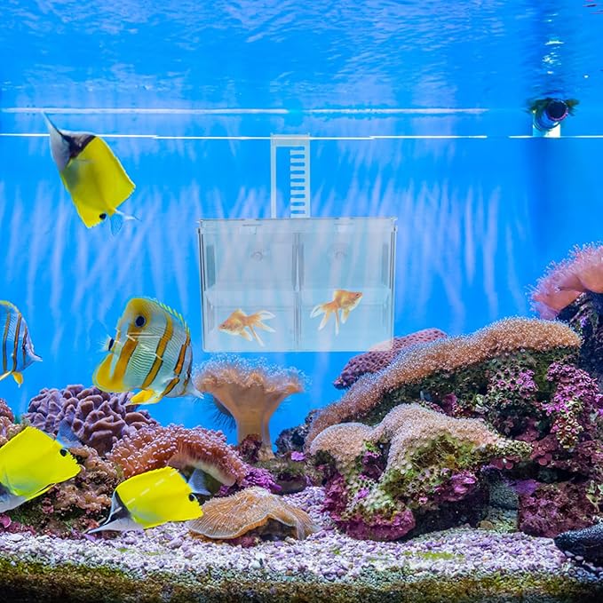Kisangel Fish Breeding Style Incubator Tank for Tropical Fish Pe Material Aquarium Fry Isolation to Install