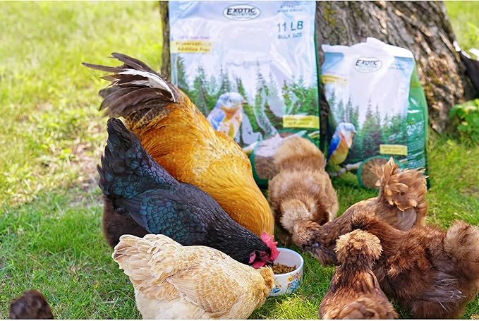 Dried Mealworms - 100% Natural, Non-GMO, High Protein, Bulk Insect Treat for Chicken, Laying Hen, Chick, Wild Bird, Bluebird, Duck, Goose, Turkey, Chickadee, Titmice, Wren, Reptile, Fish (22 lb.)