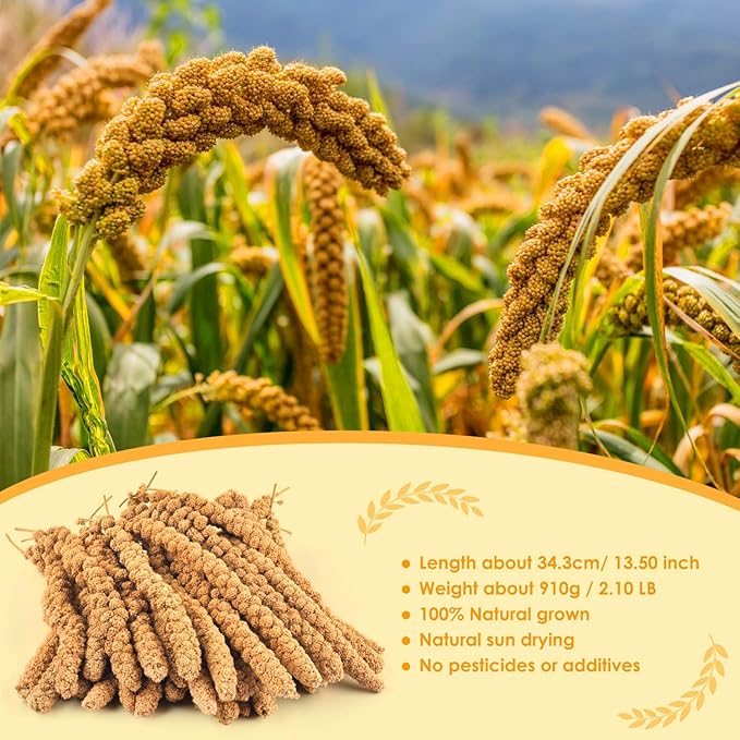 KATUMO 1.1LB Spray Millet Treat for Pet Birds, Natual Sun-Dried Bird Millet Parrot Food for Parakeet Budgie Cockatiel Finches Lovebird Conure Parrots Hamster