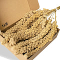 Jmxu's Spray Millet Treat for Birds Parakeets, Natural Sun-Dried Birds Millet for Cockatiel, Budgie, Finches, Parrots, Hamster