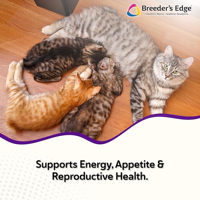 Breeder’s Edge Kitten Lyte, Electrolyte Supplement for Kittens and Nursing Cats, Supports Hydration, Energy & Recovery, Chicken Soup Flavor, 300g