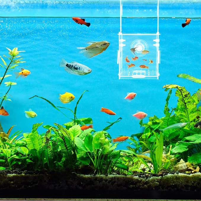 Breeder Box for Fish Tank, Fishes Separator for Aquarium, Acrylic Fish Isolation Tank, Hatchery Incubator with Suction Cups for Small Baby Fishes Shrimp Clownfish Guppy (3.9 * 3.9 * 3.9inch)