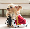 Lovelyshop pet Serial Lux Fur Red Cat Dog Cloak for Halloween Costumes, King Queen Prince and Princess Cosplay- XS