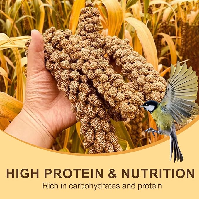 Natural Sun-Dried Spray Millet for Birds - 0.88LBS, Non-GMO Healthy Bird Treat Food for Parakeets, Cockatiels, Parrots, Lovebirds, Finches & Canaries