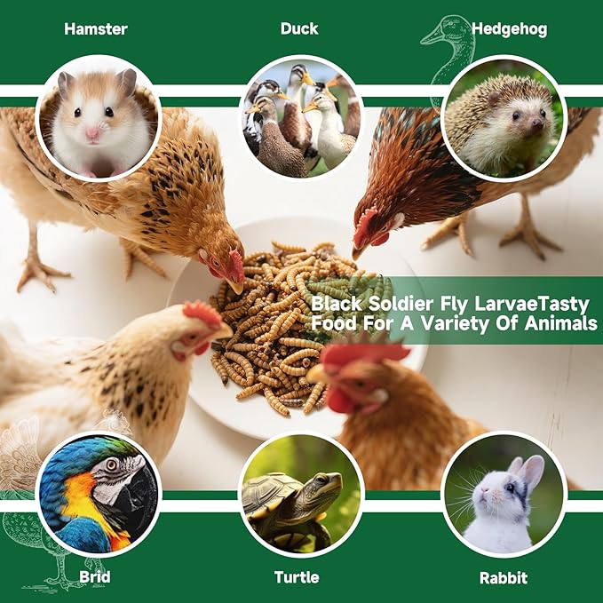 Black Soldier Fly Larvae Worms for Chickens, 10.5LB, 100% Natural Non-GMO BSFL Chicken Food, More Calcium Than Dried Mealworms, High Protein Chicken Treats for Layer Hens, Wild Birds, Ducks