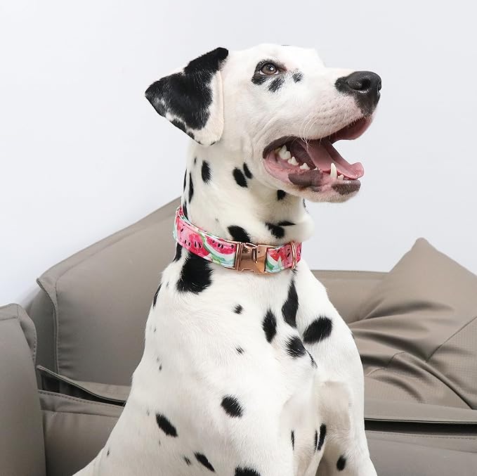 Unique Style Paws Dog Collar Metal Buckle Watermelon Cute Collar for Small Medium Large Boys Girls Dogs