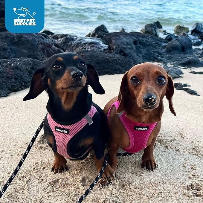 Best Pet Supplies Voyager Step-in Air Harness - All Weather Mesh, Reflective, No Pull Harness for Dogs, Cats - Secure with Hook & Loop Fastener, Buckle, Double D-Rings - Fuchsia, XS