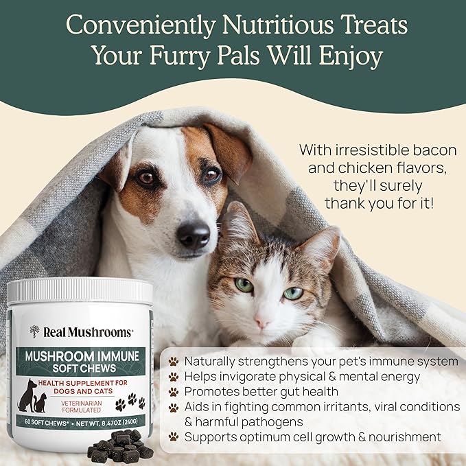Real Mushroom Immune Pet Chews – For Daily Digestive & Immune Health – Mushrooms for Dogs & Cats Functional Treat – Mushroom Supplement for Dogs & Cats – 1 to 4 Chews For All Breeds & Sizes (60 Count)