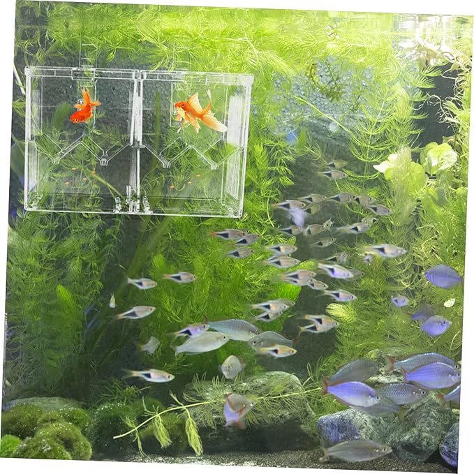 YARNOW 1pc Fish Tank Hatching Incubator Dual Isolation Box for Breeding Fish Plastic Aquarium Accessory Hook Mode for Guppies Shrimp