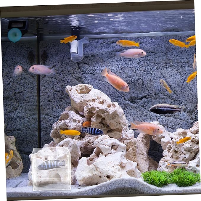 Kisangel Fish Breeding Box Acrylic Isolation Tank for Aquatic Fry Easy to Install Cups Fish Tank Accessory for Newborn