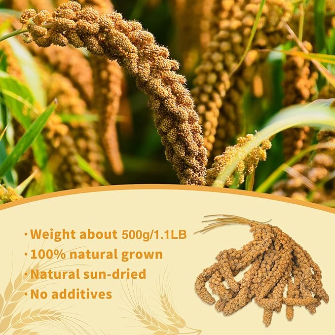 Fhiny Millet Spray for Birds, 1.1LB Natural Sun-Dried Millet for Birds Original Parakeet Food & Treats Spray for Parakeets Parrots Cockatiels Lovebirds Finches Budgies Hamsters