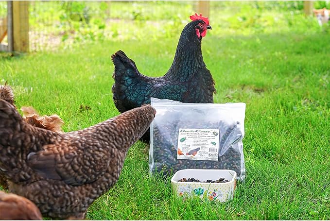 Exotic Nutrition 2 LB Beetle Craze Chicken Feed | High Protein Dried Beetles | Better Than Mealworms