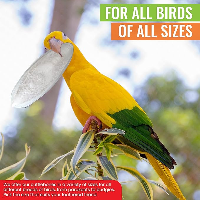 Natural Cuttlebones 4 Pack Calcium Cuttlebone Treats Suitable for All Bird Breeds - Easy to Attach with Metal Holder - Great for Parakeets Parrots Cockatiels - Chew Feeder Tortoise & Snails