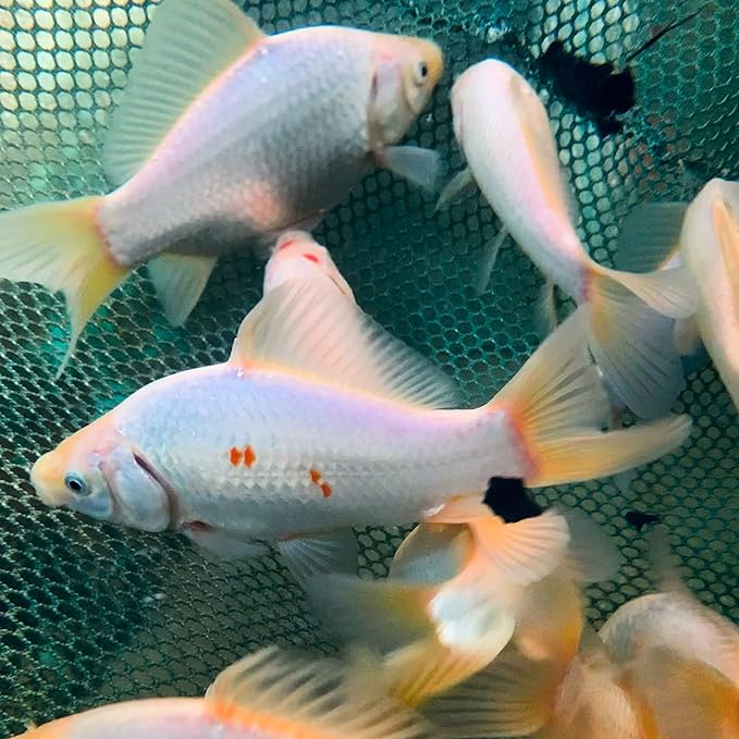 Toledo Goldfish White Comet Goldfish, Solid White with Splashes of Red - Perfect for Ponds, Aquariums, or Tanks - 3-4 Inches, 5 Count