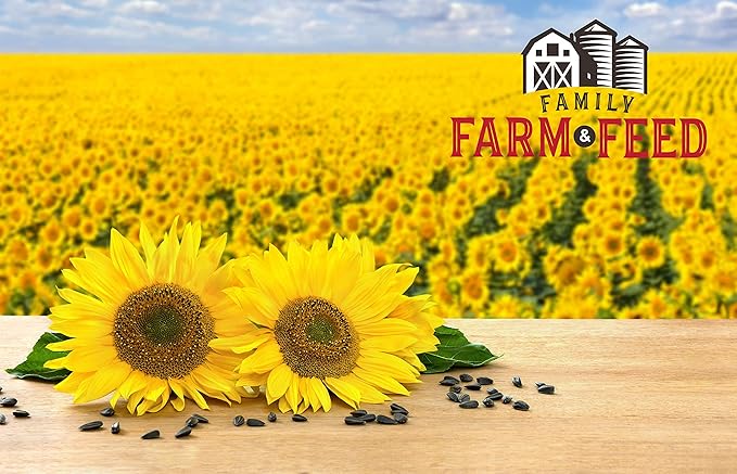 | Four Season | Black Oil Sunflower Seed | 4 Pounds | Wild Bird Food | Backyard Songbird