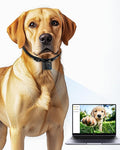 Cat/Dog Camera Collar, 1080P Video Recording Cameras for Pets,M-Size,No App,No Wi-Fi, Medium-Size Dog Collar Camera, Pet POV Cam(No Micro-SD Card Included)