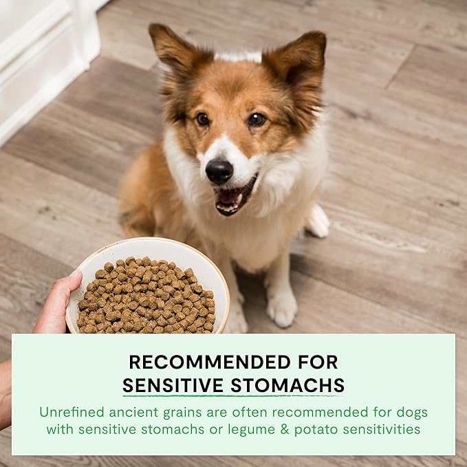 Open Farm, Ancient Grains Dry Dog Food, Protein-Rich & Nutrient Dense, 90% Animal Protein Mixed with Non-GMO Fruits, Veggies and Superfoods, Pasture Raised Lamb Recipe, 4lb Bag